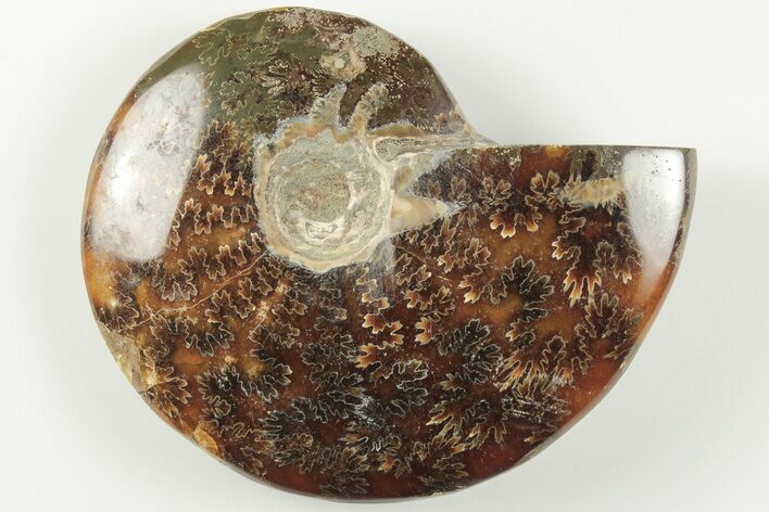 3.4" Polished Ammonite Fossil - Madagascar